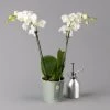Schmetterlingsorchidee Weiß, 2 Rispen, Topf-Ø 12 Cm, Höhe Ca. 50 Cm -Pflanzen Paradies Verkauf 0215170148 phalaenopsis multi weiss 1 122938