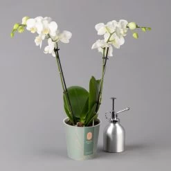 Schmetterlingsorchidee Weiß, 2 Rispen, Topf-Ø 12 Cm, Höhe Ca. 50 Cm