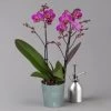 Phalaenopsis Lila, 2 Rispen, Topf-Ø 12 Cm, Höhe Ca. 50 Cm -Pflanzen Paradies Verkauf 0215170671 phalaenopsis multi lila 1 122940