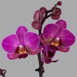 Phalaenopsis Lila, 2 Rispen, Topf-Ø 12 Cm, Höhe Ca. 50 Cm -Pflanzen Paradies Verkauf 0215170800 phalaenopsis multi lila 2 122701