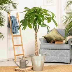 Glückskastanie, Topf-Ø 21 Cm, Höhe Ca. 100 Cm -Pflanzen Paradies Verkauf 022010 glueckskastanie pachira aquatica2