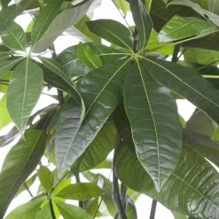 Glückskastanie, Topf-Ø 21 Cm, Höhe Ca. 100 Cm -Pflanzen Paradies Verkauf 022010 glueckskastanie pachira aquatica