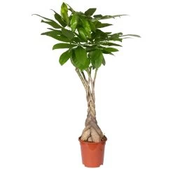 Glückskastanie, Topf-Ø 21 Cm, Höhe Ca. 100 Cm -Pflanzen Paradies Verkauf 0220106860 Pachira aquatica gefl Stamm 2