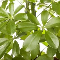 Schefflera Arboricola 'Nora', Topf-Ø 21 Cm, Höhe Ca. 55 Cm -Pflanzen Paradies Verkauf 0220106951 Schefflera arbor Nora