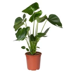 Monstera Deliciosa, Topf-Ø 21 Cm, Höhe Ca. 50-70 Cm -Pflanzen Paradies Verkauf 0220107660 Monstera Busch 2