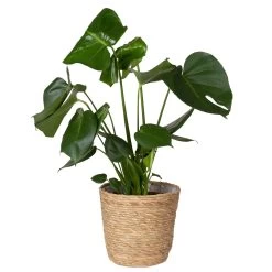 Monstera Deliciosa In Korb Osaka, Topf-Ø 21 Cm, Höhe Ca. 50-70 Cm -Pflanzen Paradies Verkauf 0220107998 Monstera Busch im Dekokorb 2