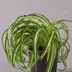 Grünlilie 'Bonnie' Mit Keramiktopf Dallas Anthrazit, Topf-Ø 12 Cm, 3er-Set -Pflanzen Paradies Verkauf 0220108128 Chlorophyt Bonnie Dallas anthraz 2