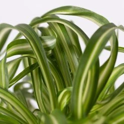 Grünlilie 'Bonnie' Mit Keramiktopf Dallas Anthrazit, Topf-Ø 12 Cm, 3er-Set -Pflanzen Paradies Verkauf 0220108128 Chlorophyt Bonnie Dallas anthraz 4