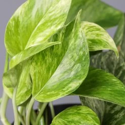 Efeutute 'Marble Queen' Inkl. Topf Weiß, Topf-Ø 12 Cm, Höhe Ca. 15 Cm, 2er-Set -Pflanzen Paradies Verkauf 0220108256 Epipr Marble Queen Topf Dallas weiss 42