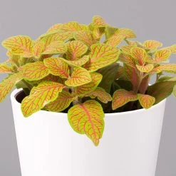 Fittonia 'Skeleton' Inkl. Keramiktopf Dallas Weiß, Topf-Ø 12 Cm, 2er-Set -Pflanzen Paradies Verkauf 0220108258 Fittonia Skeleton Topf Dallas weiss 2