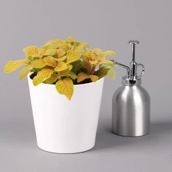 Fittonia 'Skeleton' Inkl. Keramiktopf Dallas Weiß, Topf-Ø 12 Cm, 2er-Set -Pflanzen Paradies Verkauf 0220108258 Fittonia Skeleton Topf Dallas weiss 3