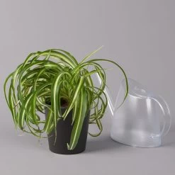 Grünlilie 'Bonnie' Mit Keramiktopf Dallas Anthrazit, Topf-Ø 12 Cm, Höhe Ca. 25cm -Pflanzen Paradies Verkauf 0220108267 Chlorophyt Bonnie Dallas anthraz 32