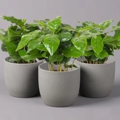 Kaffeepflanze, Topf-Ø 12 Cm, Höhe Ca. 25 Cm, 3er-Set
