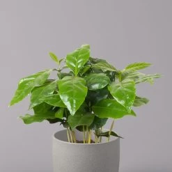 Kaffeepflanze, Topf-Ø 12 Cm, Höhe Ca. 25 Cm, 3er-Set -Pflanzen Paradies Verkauf 0220108271 Coffea arabica 3er Set 32