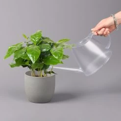 Kaffeepflanze, Topf-Ø 12 Cm, Höhe Ca. 25 Cm, 3er-Set -Pflanzen Paradies Verkauf 0220108271 Coffea arabica 3er Set 42