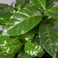 Kaffeepflanze, Topf-Ø 12 Cm, Höhe Ca. 25 Cm, 3er-Set -Pflanzen Paradies Verkauf 0220108271 Coffea arabica T12 3er Set 12cmT H25cm32