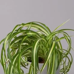 Grünlilie 'Bonnie', Topf-Ø 12 Cm, Höhe Ca. 20 Cm, 3er-Set -Pflanzen Paradies Verkauf 0220108272 Chlorophytum Comosum Bonnie 3er Set 12 cm WS 32