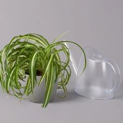 Grünlilie 'Bonnie', Topf-Ø 12 Cm, Höhe Ca. 20 Cm, 3er-Set -Pflanzen Paradies Verkauf 0220108272 Chlorophytum Comosum Bonnie 3er Set 12 cm WS 42