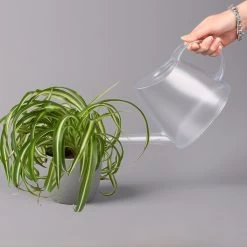 Grünlilie 'Bonnie', Topf-Ø 12 Cm, Höhe Ca. 20 Cm, 3er-Set -Pflanzen Paradies Verkauf 0220108272 Chlorophytum Comosum Bonnie 3er Set 12 cm WS 52