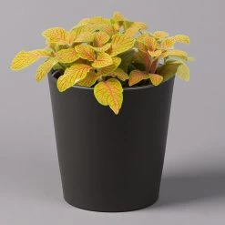 Pflanzen Paradies Verkauf -Pflanzen Paradies Verkauf 0220108275 Fittonia Skeleton Topf Dallas anthrazit 1 1