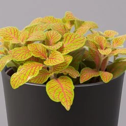 Fittonia 'Skeleton' Inkl. Keramiktopf Dallas Anthrazit, Topf-Ø 12 Cm, 2er-Set 12 Fittonia 'Skeleton' Inkl. Keramiktopf Dallas Anthrazit, Topf-Ø 12 Cm, 2er-Set -Pflanzen Paradies Verkauf 0220108275 Fittonia Skeleton Topf Dallas anthrazit 2