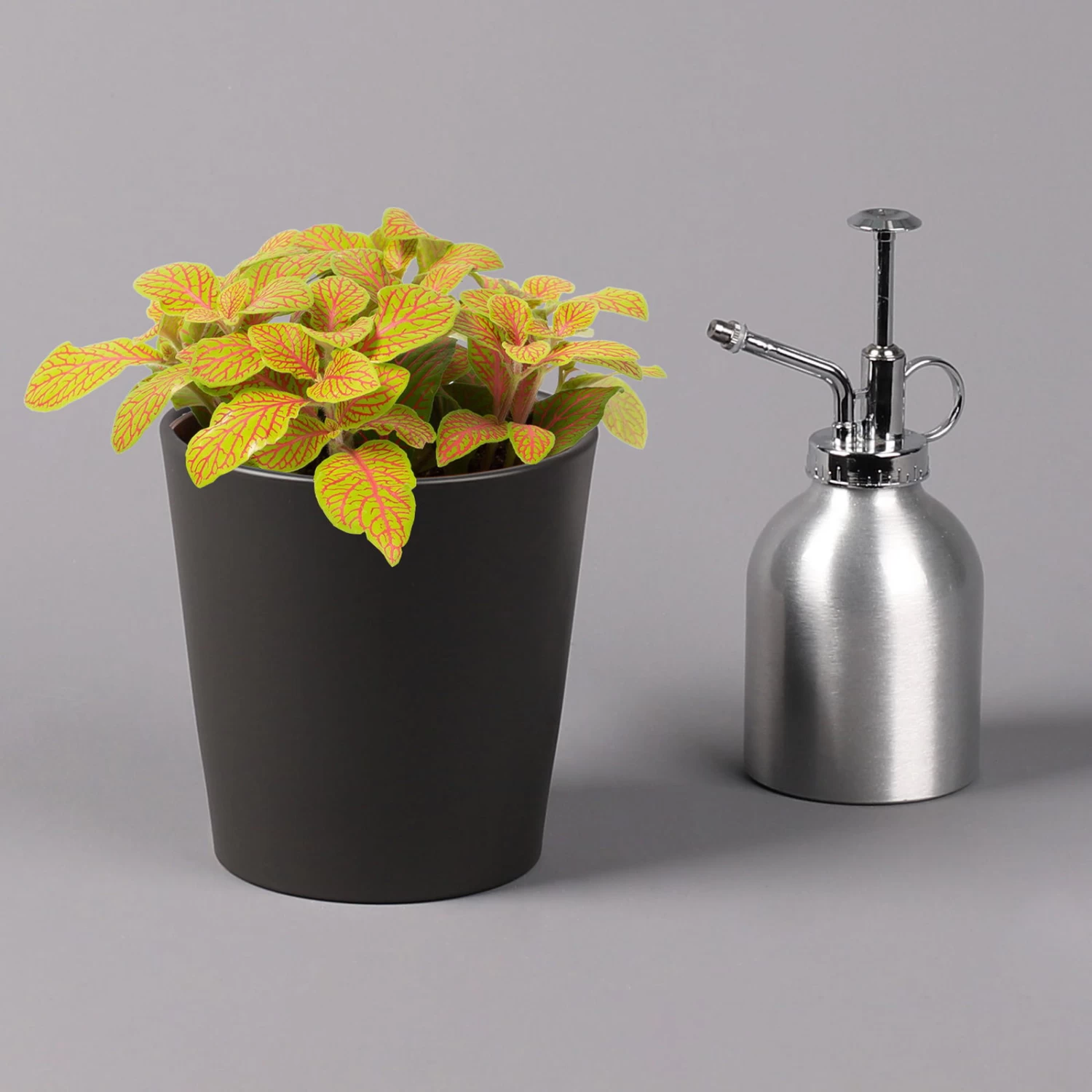 Fittonia 'Skeleton' Inkl. Keramiktopf Dallas Anthrazit, Topf-Ø 12 Cm, 3er-Set 6 Fittonia 'Skeleton' Inkl. Keramiktopf Dallas Anthrazit, Topf-Ø 12 Cm, 3er-Set – Bild 4