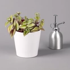 Dreimasterblume In Keramiktopf Weiß, Nach Verfügbarkeit, Topf-Ø 12 Cm, 3er-Set -Pflanzen Paradies Verkauf 0220108389 0220108391 Tradescantia Mix in uebertopf Dallas weiss 12cmT 1 123816