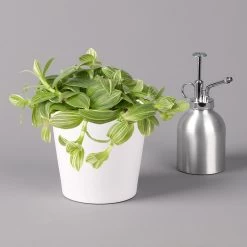 Dreimasterblume In Keramiktopf Weiß, Nach Verfügbarkeit, Topf-Ø 12 Cm, 3er-Set -Pflanzen Paradies Verkauf 0220108389 0220108391 Tradescantia Mix in uebertopf Dallas weiss 12cmT 2 123815