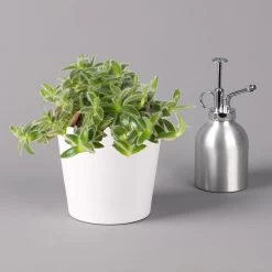 Dreimasterblume In Keramiktopf Weiß, Nach Verfügbarkeit, Topf-Ø 12 Cm, 3er-Set -Pflanzen Paradies Verkauf 0220108389 0220108391 Tradescantia Mix in uebertopf Dallas weiss 12cmT 123817