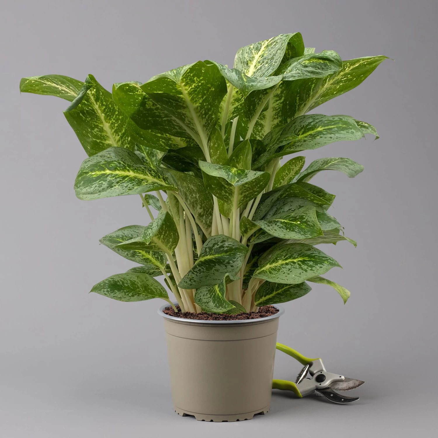 Aglaonema 'Lemon Mint', Topf-Ø 19 Cm, Höhe Ca. 45 Cm 3 Aglaonema 'Lemon Mint', Topf-Ø 19 Cm, Höhe Ca. 45 Cm