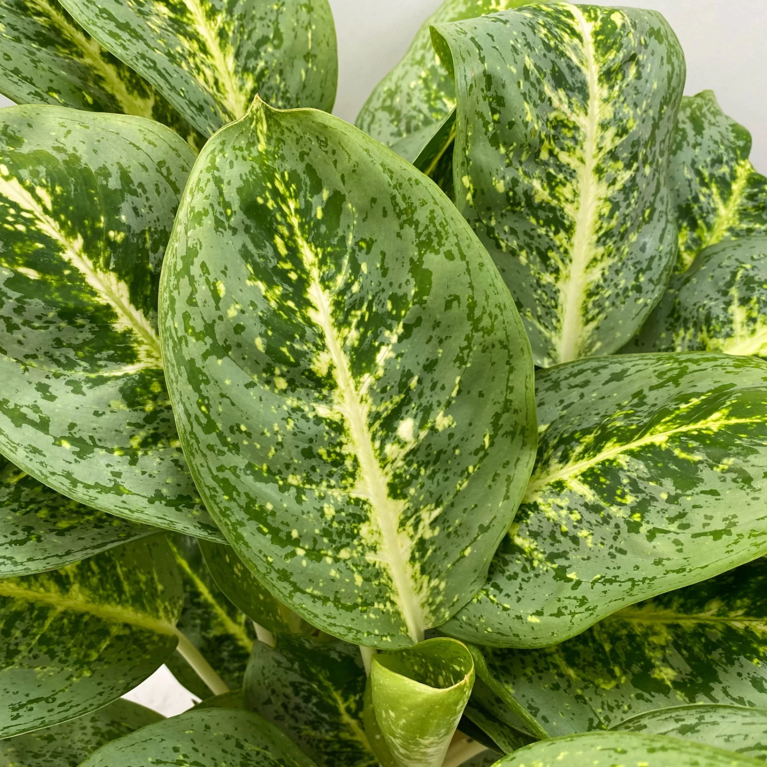 Aglaonema 'Lemon Mint', Topf-Ø 19 Cm, Höhe Ca. 45 Cm 4 Aglaonema 'Lemon Mint', Topf-Ø 19 Cm, Höhe Ca. 45 Cm – Bild 2