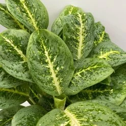 Aglaonema 'Lemon Mint', Topf-Ø 19 Cm, Höhe Ca. 45 Cm 11 Aglaonema 'Lemon Mint', Topf-Ø 19 Cm, Höhe Ca. 45 Cm -Pflanzen Paradies Verkauf 0220108415 Aglaonema Lemon Mint T19 H45 7 125756