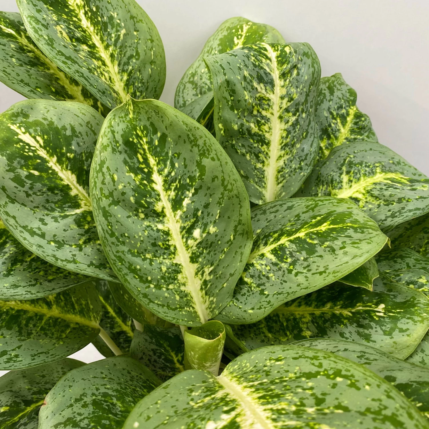 Aglaonema 'Lemon Mint', Topf-Ø 19 Cm, Höhe Ca. 45 Cm 6 Aglaonema 'Lemon Mint', Topf-Ø 19 Cm, Höhe Ca. 45 Cm – Bild 4