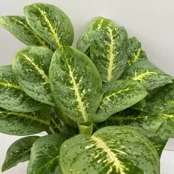 Aglaonema 'Lemon Mint', Topf-Ø 19 Cm, Höhe Ca. 45 Cm 10 Aglaonema 'Lemon Mint', Topf-Ø 19 Cm, Höhe Ca. 45 Cm -Pflanzen Paradies Verkauf 0220108415 Aglaonema Lemon Mint T19 H45 8 125755