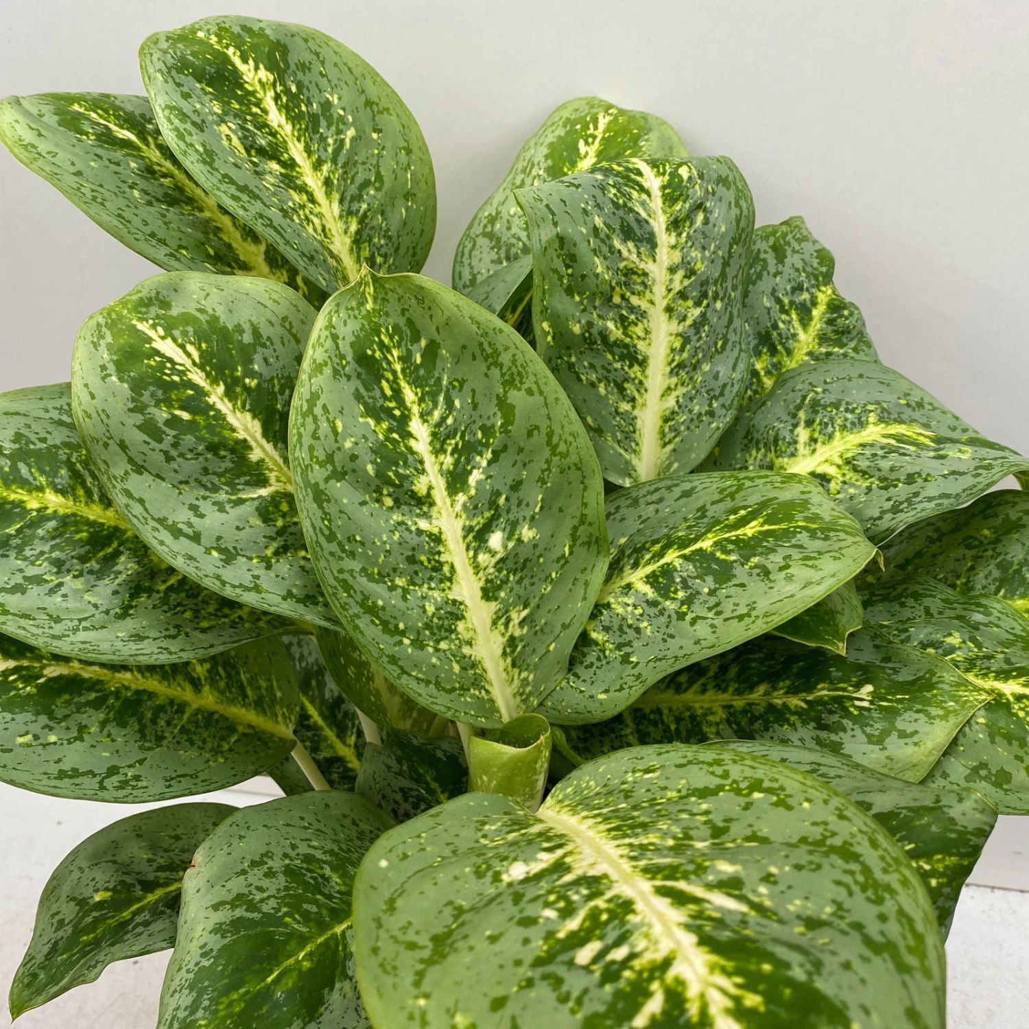 Aglaonema 'Lemon Mint', Topf-Ø 19 Cm, Höhe Ca. 45 Cm 5 Aglaonema 'Lemon Mint', Topf-Ø 19 Cm, Höhe Ca. 45 Cm – Bild 3
