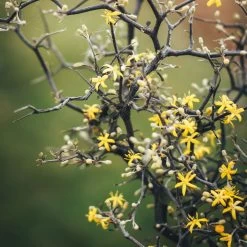 Zickzackstrauch, Topf-Ø 13 Cm, Höhe Ca. 25 Cm, 2er-Set -Pflanzen Paradies Verkauf 0220108510 0220108511 0220108515 0220108516 0220108517 0220108518 0220108519 0220108520 Corokia 1 116837