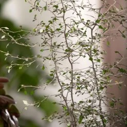 Zickzackstrauch, Topf-Ø 13 Cm, Höhe Ca. 25 Cm, 2er-Set -Pflanzen Paradies Verkauf 0220108510 0220108511 0220108515 0220108516 0220108517 0220108518 0220108519 0220108520 Corokia 3 116836