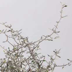 Zickzackstrauch, Topf-Ø 11 Cm, Höhe Ca. 20 Cm, 3er-Set 14 Zickzackstrauch, Topf-Ø 11 Cm, Höhe Ca. 20 Cm, 3er-Set -Pflanzen Paradies Verkauf 0220108516 Corokia cotoneaster 1 117166