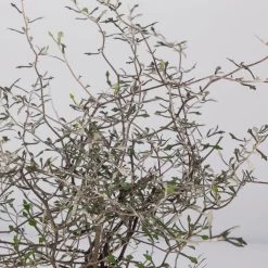 Zickzackstrauch, Topf-Ø 11 Cm, Höhe Ca. 20 Cm, 3er-Set 13 Zickzackstrauch, Topf-Ø 11 Cm, Höhe Ca. 20 Cm, 3er-Set -Pflanzen Paradies Verkauf 0220108516 Corokia cotoneaster 8 117167