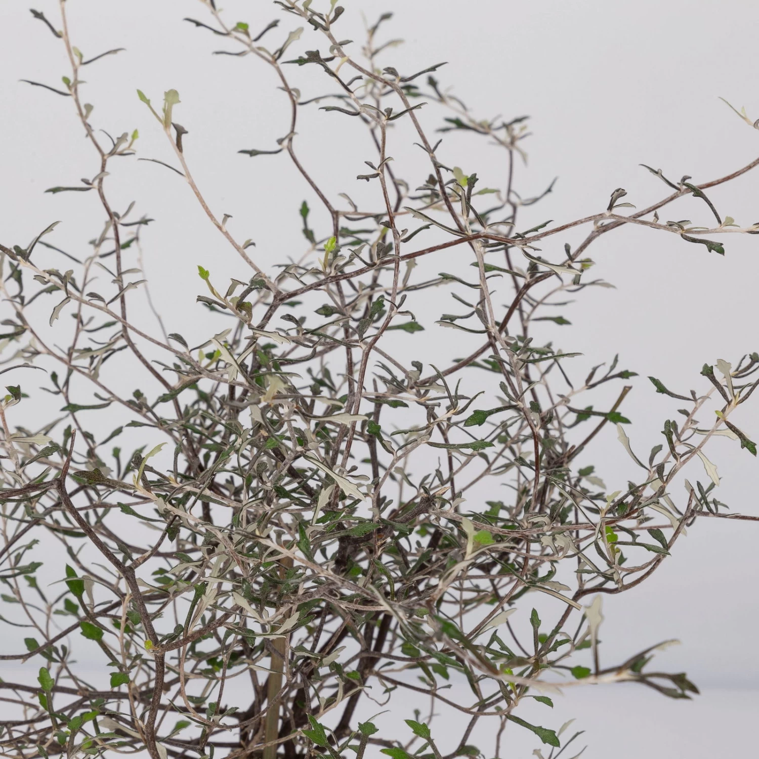 Zickzackstrauch, Topf-Ø 11 Cm, Höhe Ca. 20 Cm, 3er-Set 5 Zickzackstrauch, Topf-Ø 11 Cm, Höhe Ca. 20 Cm, 3er-Set – Bild 3