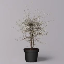 Zickzackstrauch, Topf-Ø 13 Cm, Höhe Ca. 25 Cm, 2er-Set