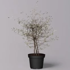 Zickzackstrauch, Topf-Ø 13 Cm, Höhe Ca. 25 Cm, 2er-Set -Pflanzen Paradies Verkauf 0220108517 Corokia cotoneaster 9 119865