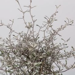 Zickzackstrauch, Topf-Ø 13 Cm, Höhe Ca. 25 Cm, 2er-Set -Pflanzen Paradies Verkauf 0220108517 Corokia cotoneaster 2 117169