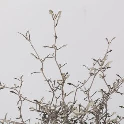 Zickzackstrauch, Topf-Ø 13 Cm, Höhe Ca. 25 Cm, 2er-Set -Pflanzen Paradies Verkauf 0220108517 Corokia cotoneaster 3 117168