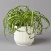 Grünlilie 'Bonnie' Mit Übertopf Vibes Weiß, Topf-Ø 12 Cm, Höhe Ca. 25 Cm 2 Grünlilie 'Bonnie' Mit Übertopf Vibes Weiß, Topf-Ø 12 Cm, Höhe Ca. 25 Cm -Pflanzen Paradies Verkauf 0220108563 Chlorophytum Bonnie in uebertopf weiss 12cmT H28cm Elho Vibes 124819