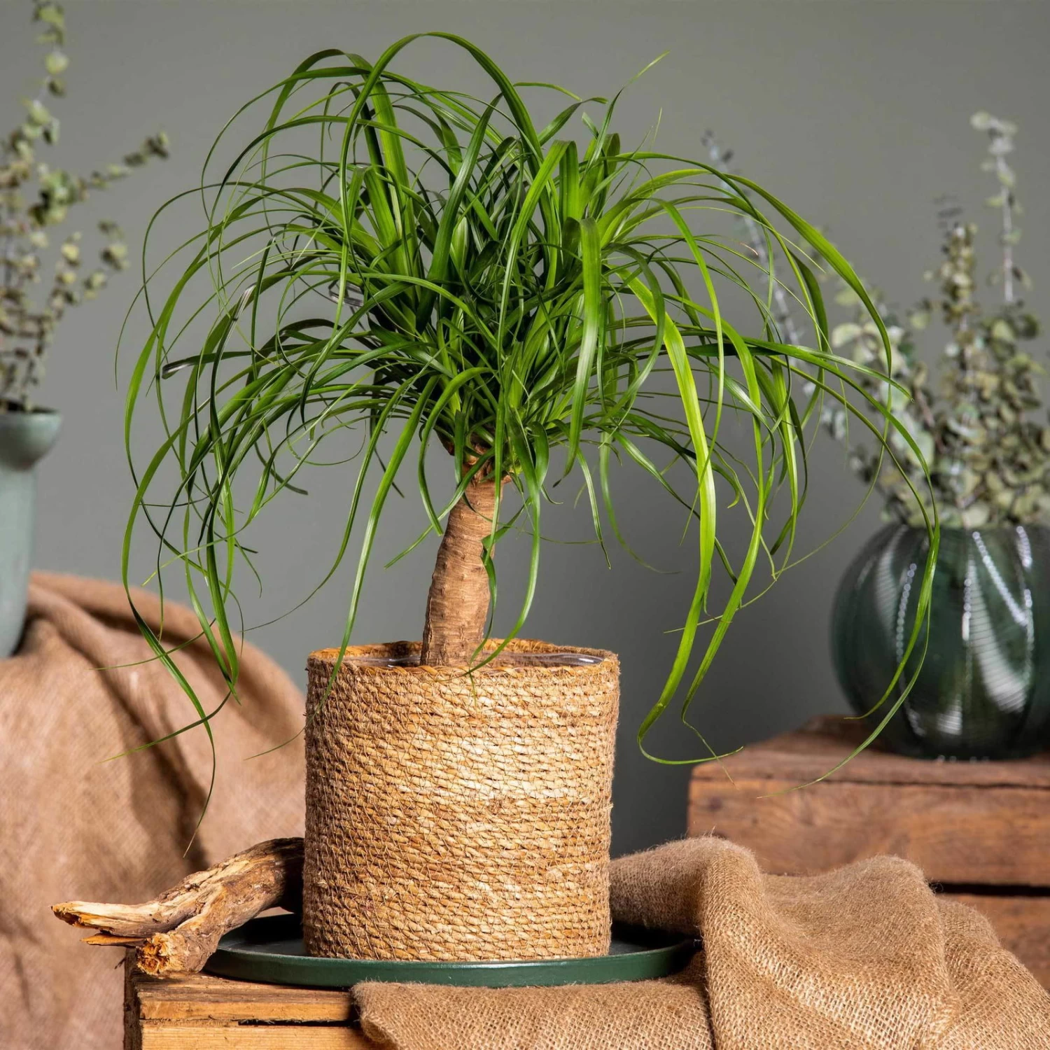 Elefantenfuß In Korb Maki, Topf-Ø 17 Cm, Höhe Ca. 50 Cm 3 Elefantenfuß In Korb Maki, Topf-Ø 17 Cm, Höhe Ca. 50 Cm