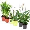 Luftreinigender Mix Für Sonnig/halbschattige Standorte, Topf 12 Cm Ø -Pflanzen Paradies Verkauf 0220150054 Schadstoff Killer Mix4 6er Set T12 je 2xAloe Dypsis Spathiph