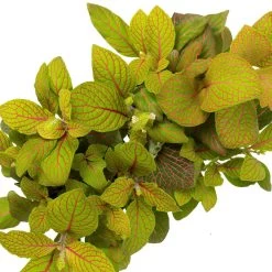 Grünpflanzen Trend-Mix Für Sonnig/halbschattige Standorte, Topf 12 Cm Ø 29 Grünpflanzen Trend-Mix Für Sonnig/halbschattige Standorte, Topf 12 Cm Ø -Pflanzen Paradies Verkauf 0220150063 3