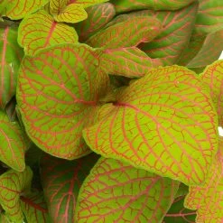 Grünpflanzen Trend-Mix Für Sonnig/halbschattige Standorte, Topf 12 Cm Ø 28 Grünpflanzen Trend-Mix Für Sonnig/halbschattige Standorte, Topf 12 Cm Ø -Pflanzen Paradies Verkauf 0220150063 3 1