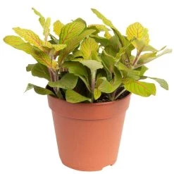 Grünpflanzen Trend-Mix Für Sonnig/halbschattige Standorte, Topf 12 Cm Ø 27 Grünpflanzen Trend-Mix Für Sonnig/halbschattige Standorte, Topf 12 Cm Ø -Pflanzen Paradies Verkauf 0220150063 4